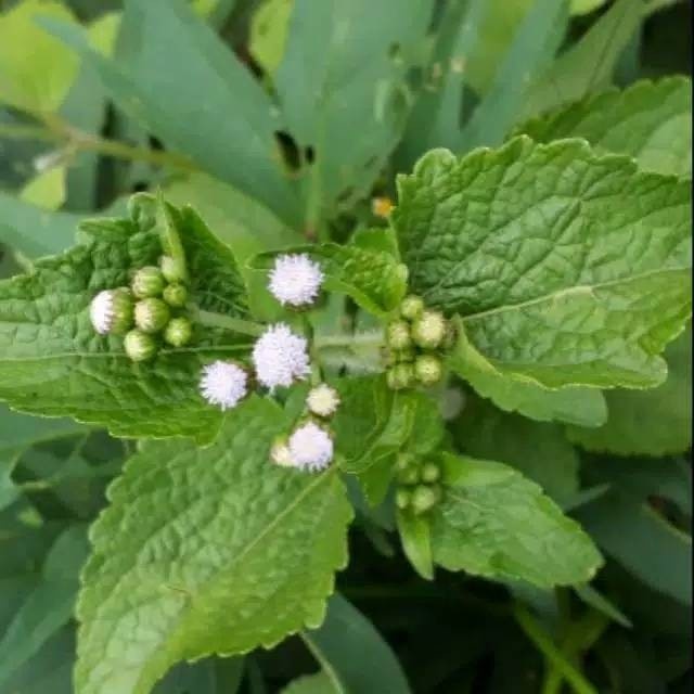 

100gr DAUN BANDOTAN SEGAR Daun BABADOTAN KISTA ASAM URAT DIABETES - batang daun