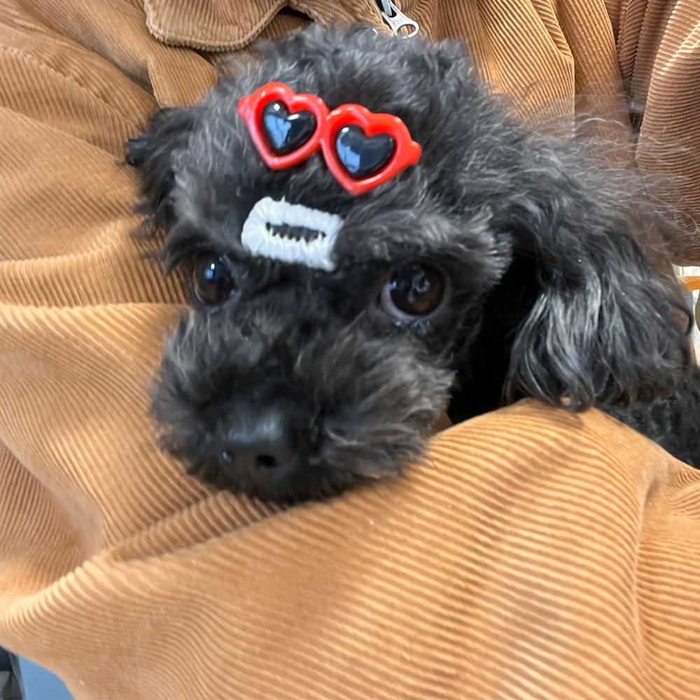 Fishstick Jepit Rambut Anjing Mini2023Mata Hitam Bentuk Hati Warna-Warni Untuk Mengambil Foto Gadis Hair Barrette