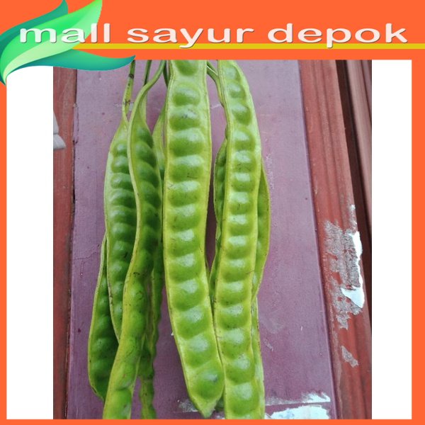 

Petai [1pcs]