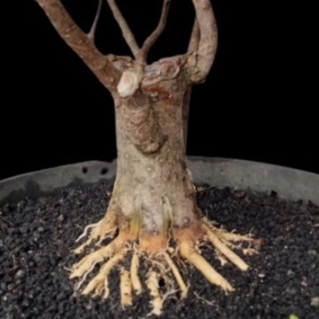 Bahan Bonsai Anting Putri Prokar Small Belah Batang Besar