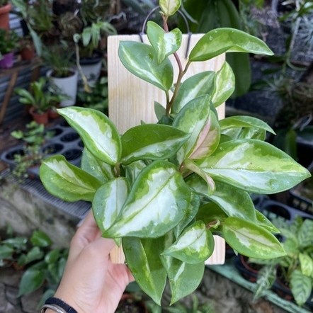 Wall of fame - Hoya Pink Carnosa