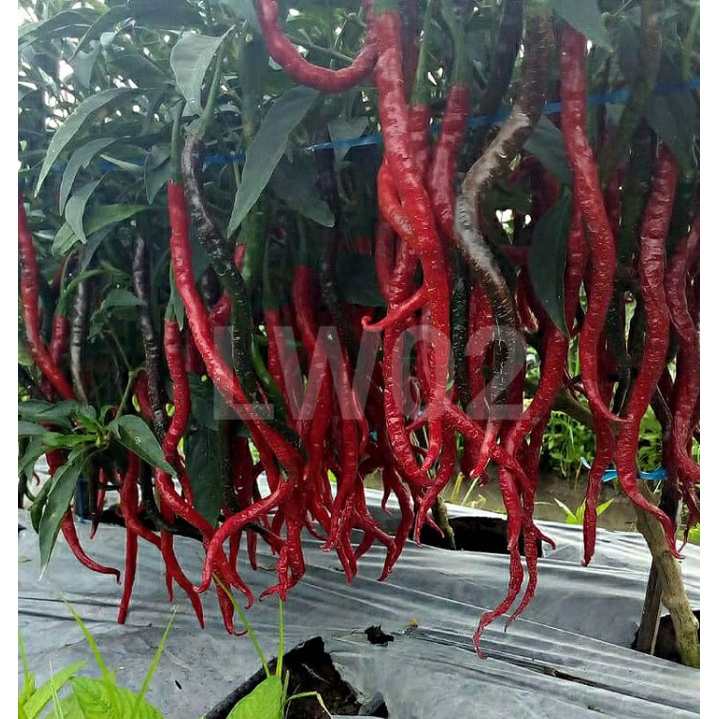 Benih Cabe inbrid TANGGUH LW 02 (bisa COD)