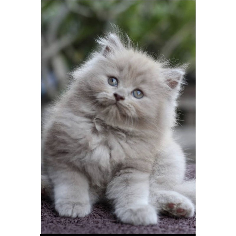 kucing persia kitten mainchoon ragdoll peaknose bengal munckhin  british scotis exotis unclecathouse