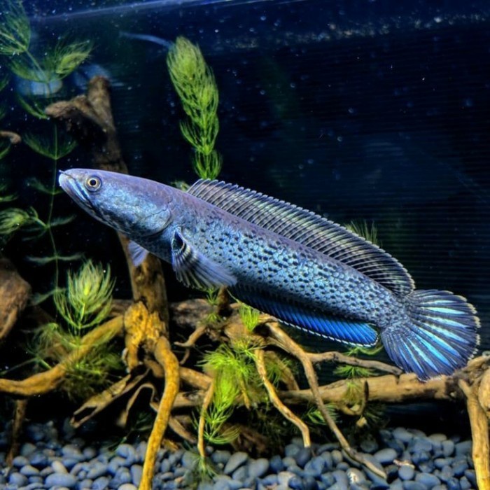 channa stewarti karbialong dot