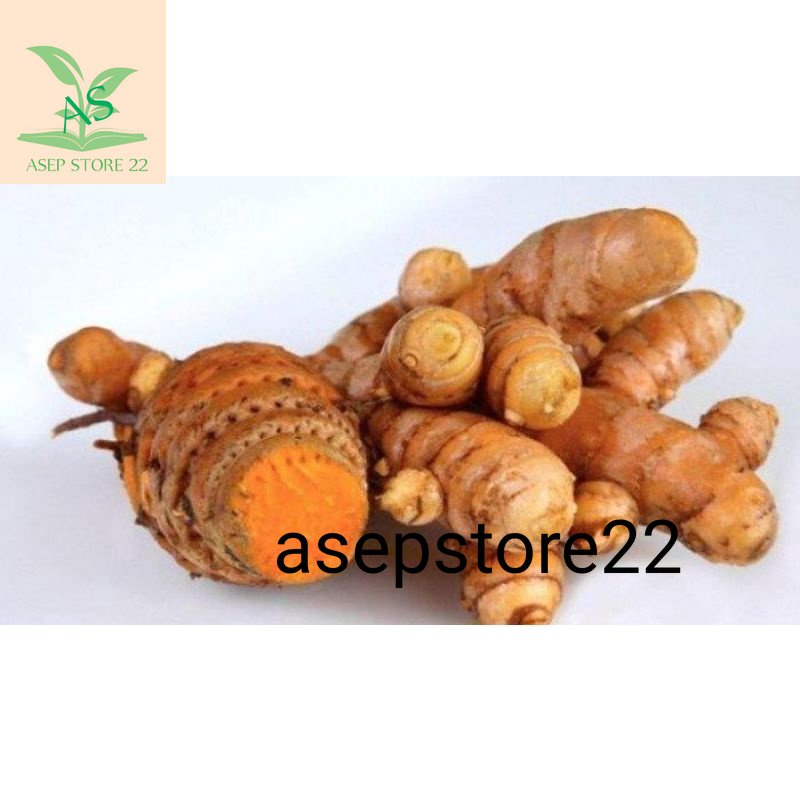 

Temulawak 1 kg fresh segar / temulawak organik ( promo )