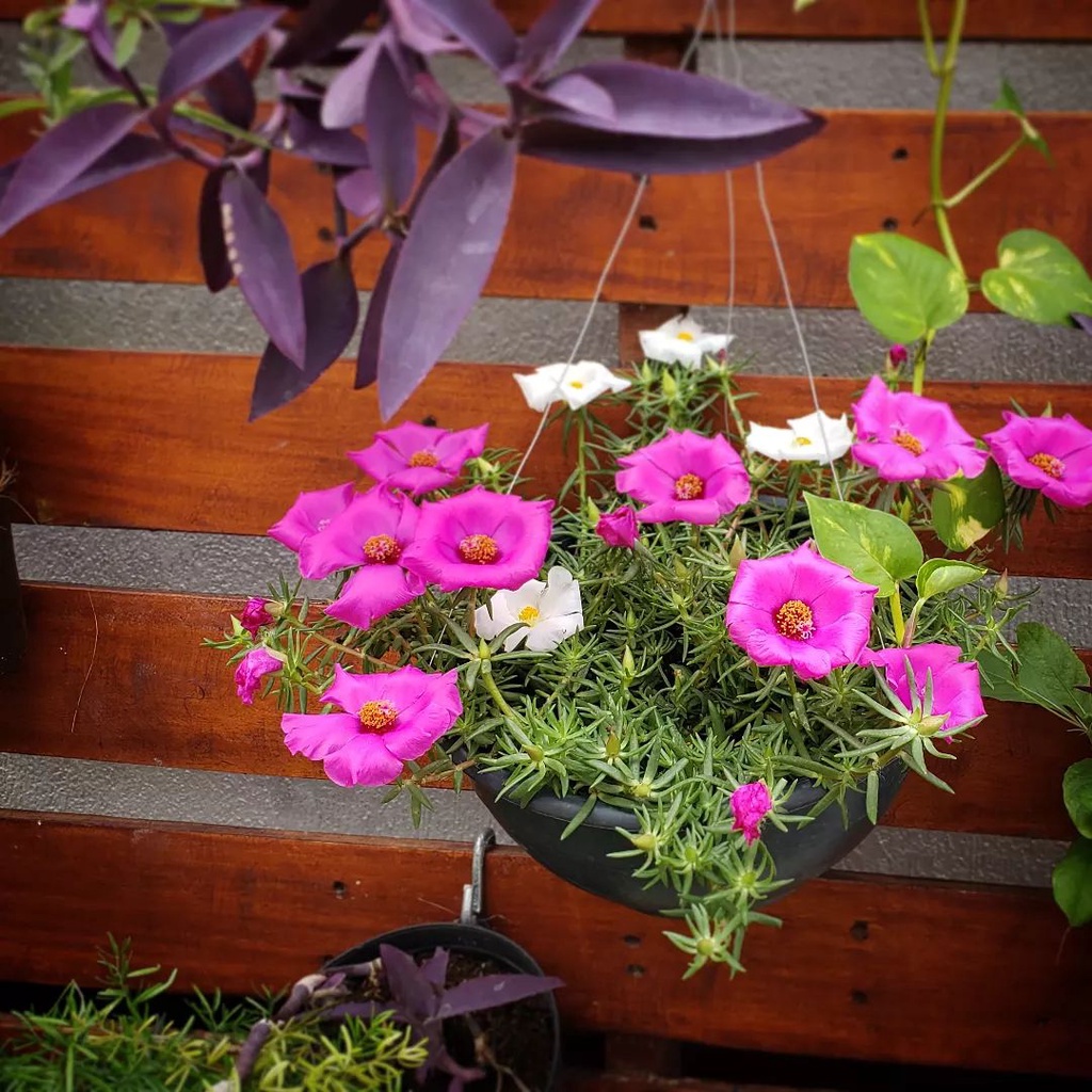 PAKET 3 TANAMAN HIAS BUNGA KROKOT PORTULACA SUTRA BOMBAY 3 POLYBAG SBY TANAMAN GANTUNG