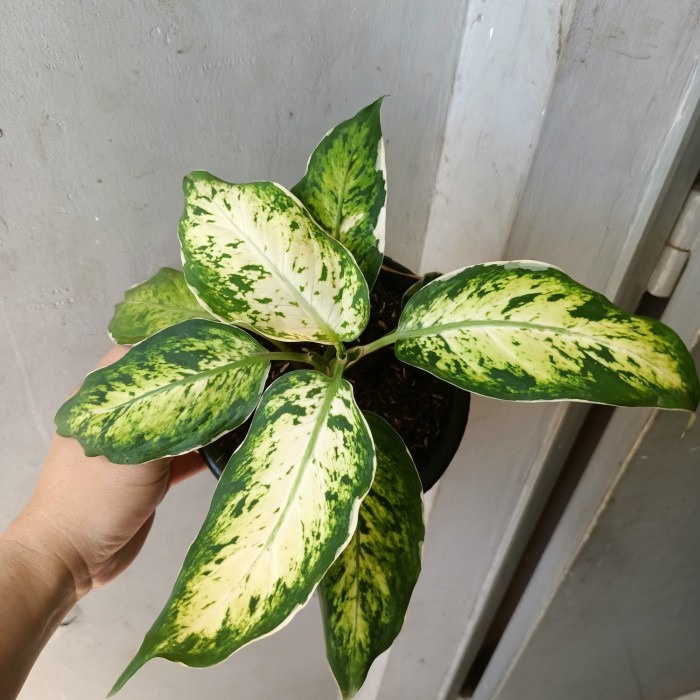 tanaman aglonema lukisan cinta, aglonema murah bagus, foto asli