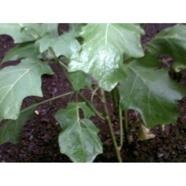 

Herbal Jantung Berdebar -DAUN TAKOKAK SEGAR - Tekokak (solanum torvum)
