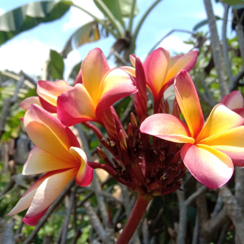 PROMO tanaman kamboja bali bunga three color tinggi 1-2 meter plumeria jepun bali tricolor sudamala 