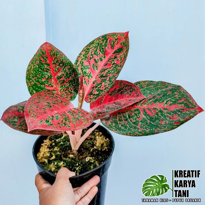 Tanaman hias aglonema red stardust - Aglonema stardust