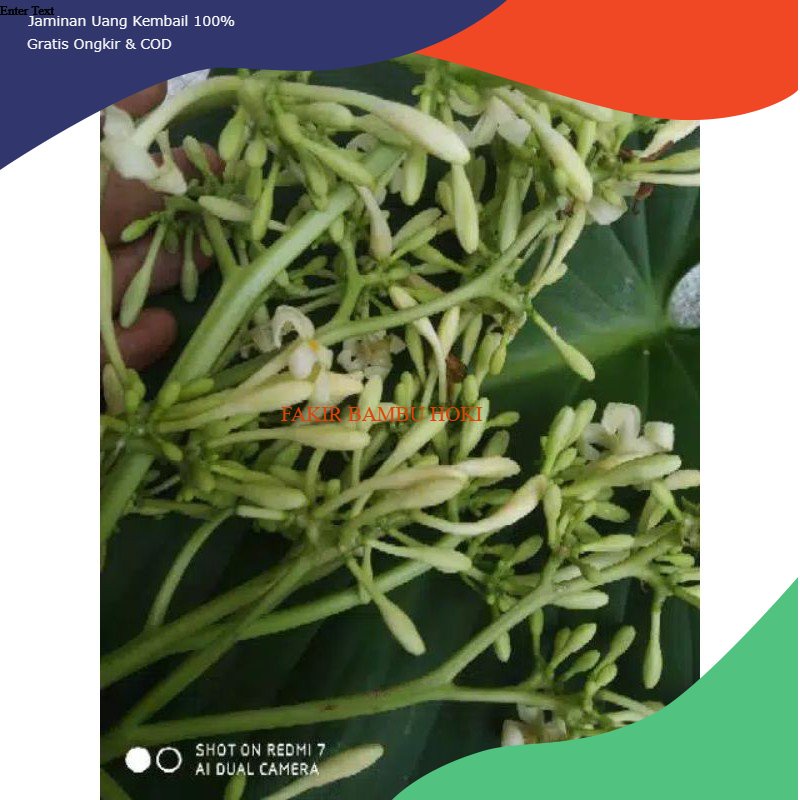 

PROMO BUNGA PEPAYA FRES 100 GRAM TERMURAH