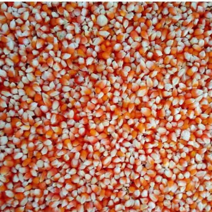 Jagung Merpati 1 Kg Ukuran Kecil Jagung Kristal Merah Bersih Terbaru