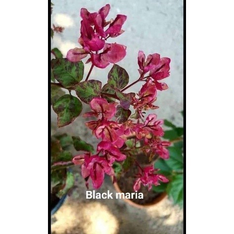 Bibit tanaman bunga bugenvil - bougenville import black maria