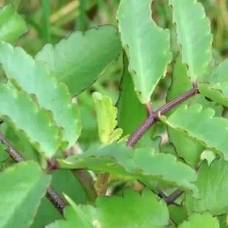 

Bibit cocor bebek organik | daun buntiris | daun herbal alami