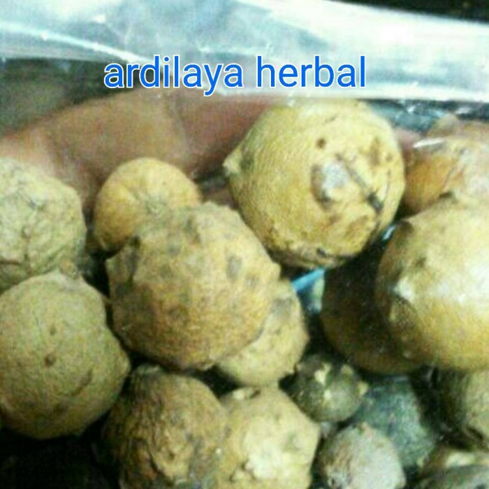 

Buah majakan/manjakani/majaan/majakani 250 gr 100% ASLI