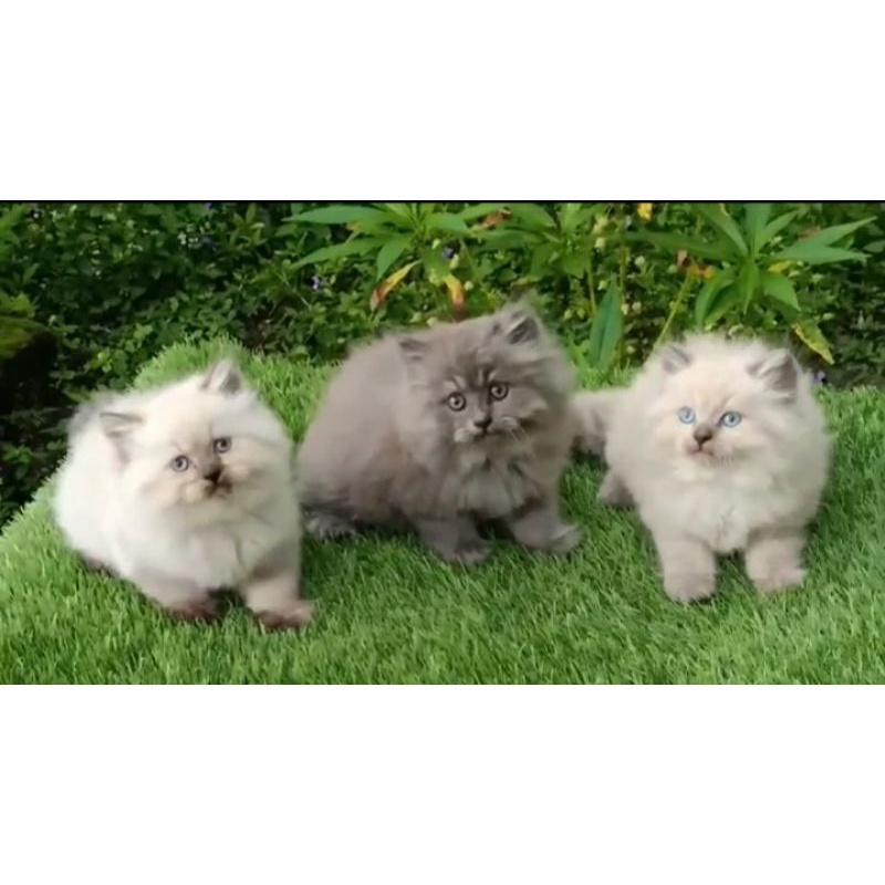 kucing kitten Himalaya dan persia