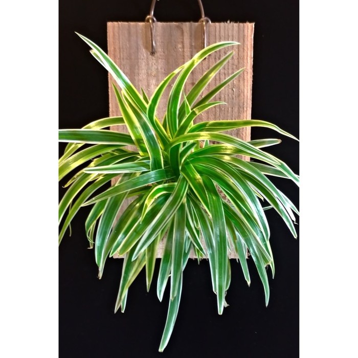 Wall of fame - Spider Plants Lily Paris