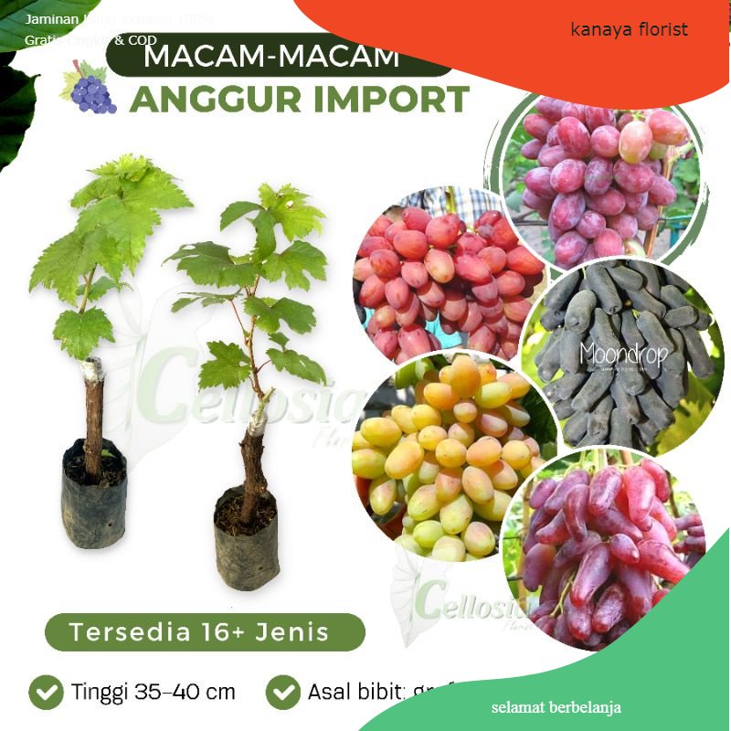 Bibit Tanaman Anggur Import Grafting Bermacam-macam Jenis