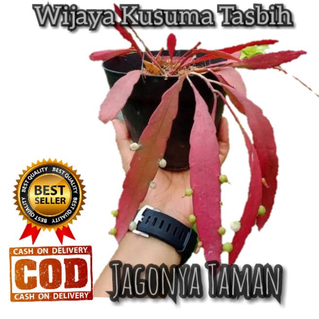 Tanaman Hias Wijaya Kusuma Tasbih / Tanaman Wijayakusuma Tasbih / Pohon Wijaya Kusuma Tasbih