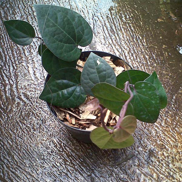 Bibit Tanaman Obat Sirih Hitam - Bakul kembang