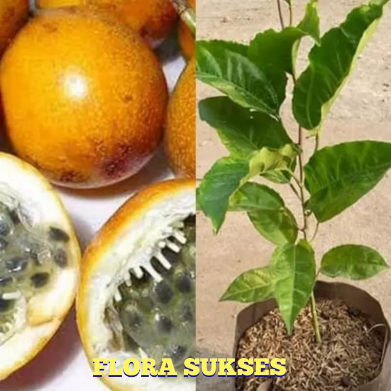 Bibit tanaman buah markisa bibit markisa pohon markisa