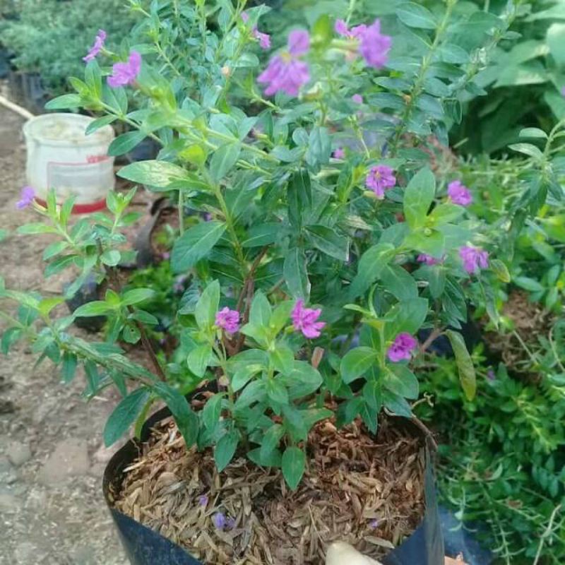 Tanaman hias taiwan ungu / Taiwan bunga ungu