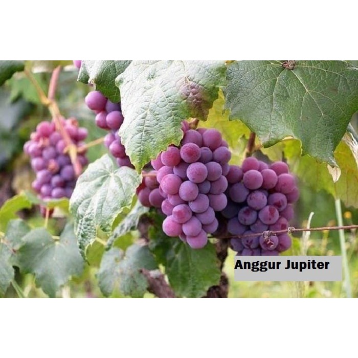 BIBIT ANGGUR IMPORT JUPITER SEEDLESS (hasil grafting) cepat berbuah BIBIT ANGGUR JUPITER TANPA BIJI 