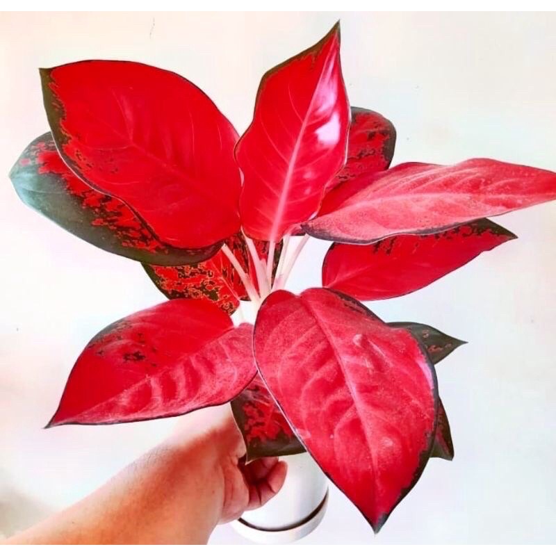 ( ORIGINAL )aglonema suksom jaipong dewasa full merah
