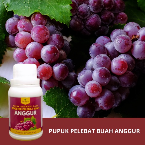 Pupuk Buah Anggur 100ml Pupuk Pelebat Buah Anggur / Pupuk Anggur Cepat Berbuah Besar Generatif / Pup