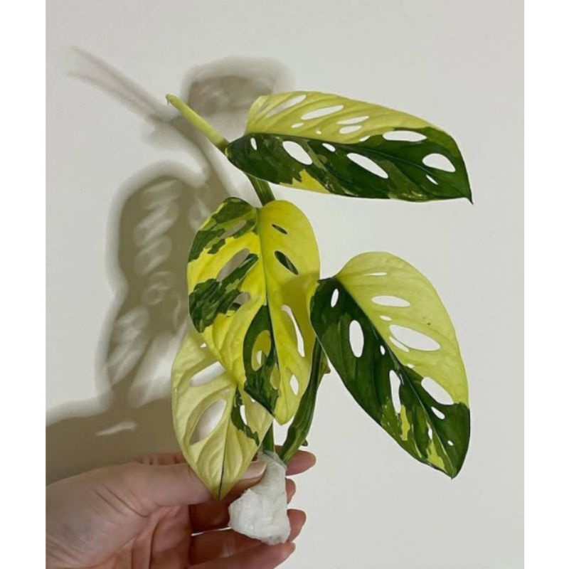 Promo Bibit Batang bonggol Monstera Janda bolong Varigata Yellow
