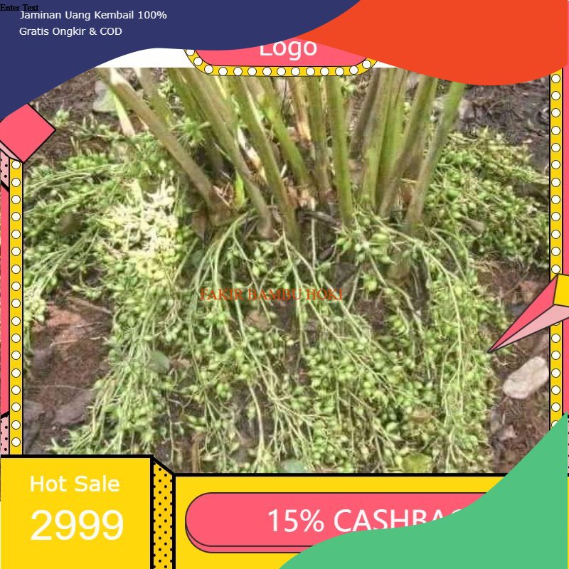 TERMURAH BIBIT ASLI KAPULAGA INDIA GREEN CARDAMOM MALABAR PROMO