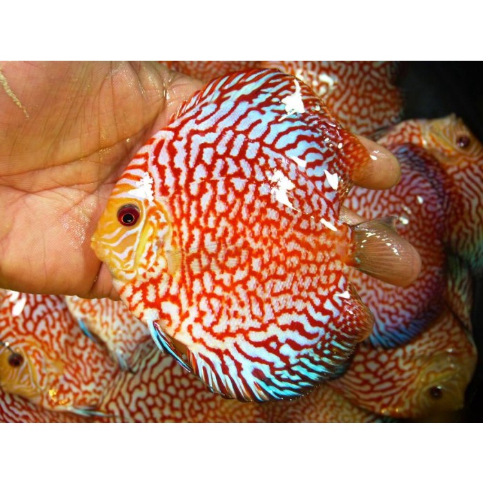 ikan discus Red pigeon 3 inch good quality