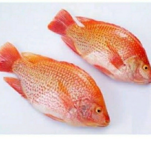 

FCW Jakbar - IKAN NILA MERAH SEGAR 500 GRAM
