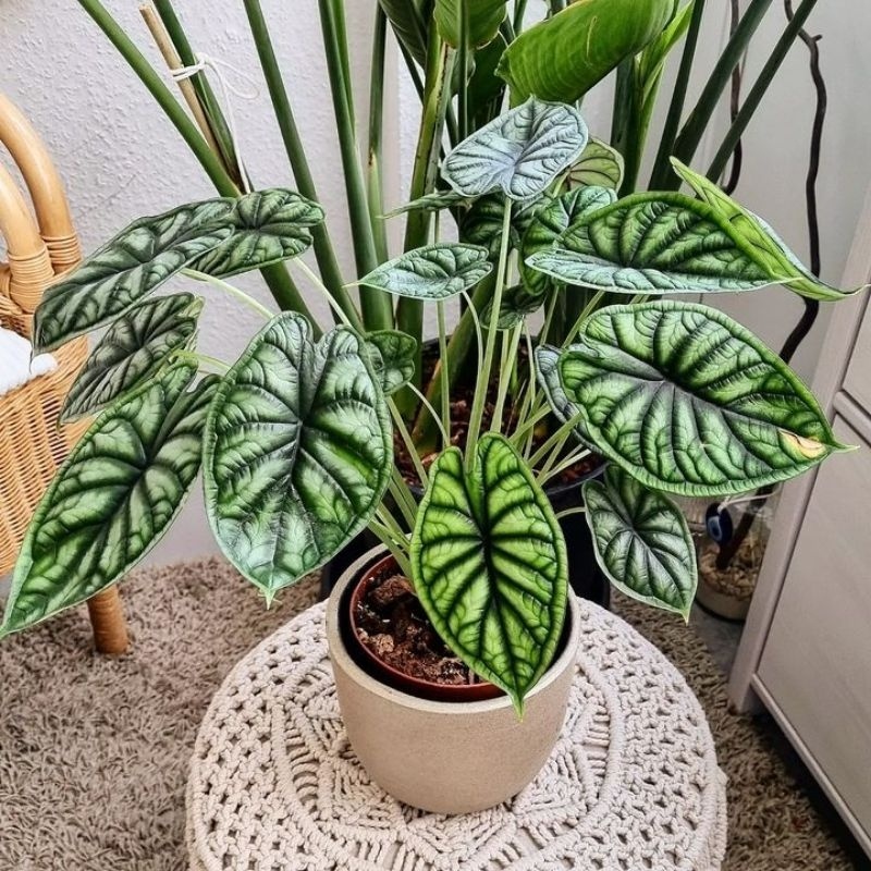 Bibit Umbi Alocasia Dragonscale