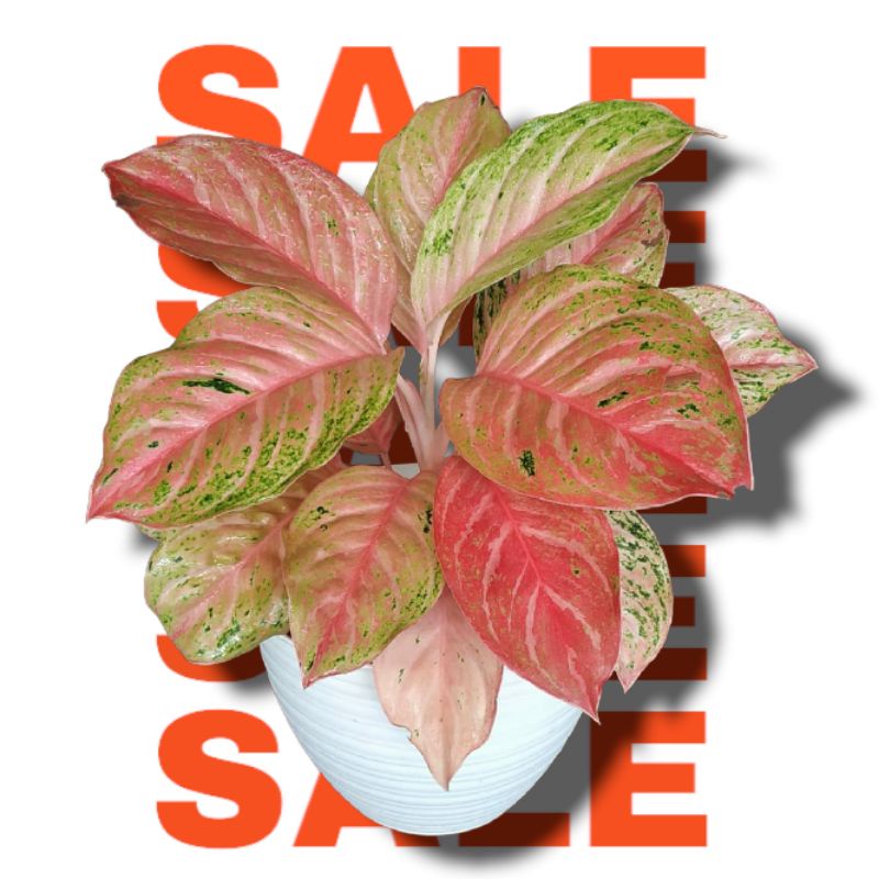 Bibit Bonggol Aglonema Bidadari