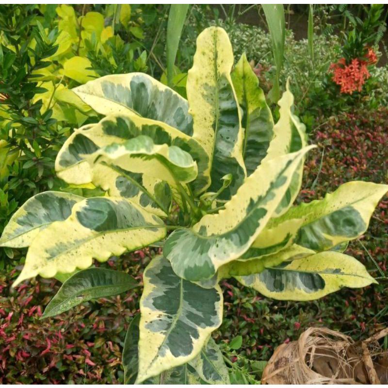 TERMURAH Tanaman hias langka puring susu - puring susu