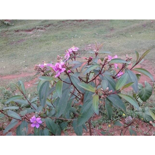 

Obat Daun Senggani 250 gram - AMPUH Obat WASIR BERAK DARAH Luka