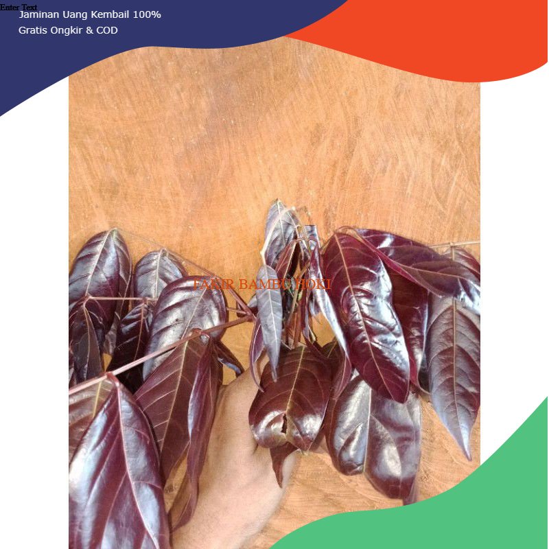 

PROMO JUAL DAUN JENGKOL MUDA PILIHAN 30 LEMBAR TERMURAH