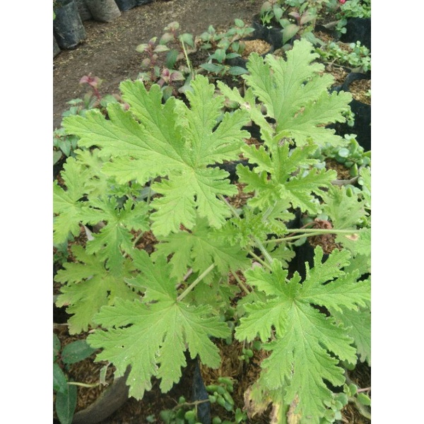 geranium citrosa / citronela pengusir nyamuk ( wangi menyengat lebih dari lavender) - Bakul kembang