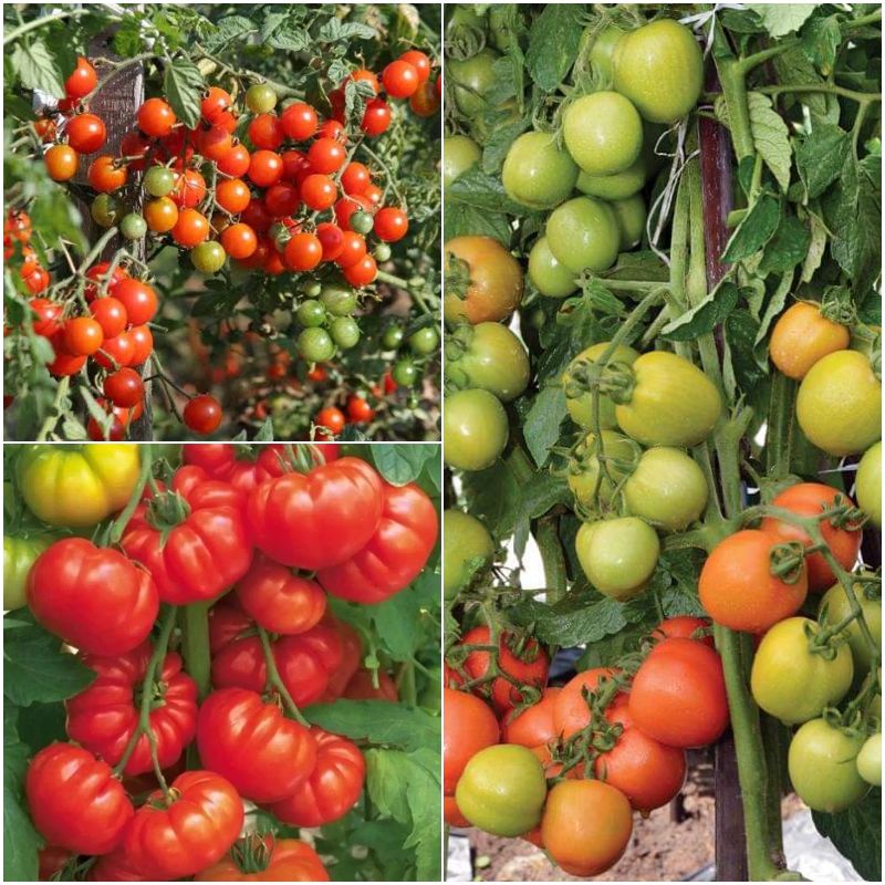 50 Biji - Benih Tomat Unggul Benih Tomat Sayur Tomat Daging Buah Tebal-RSB1990