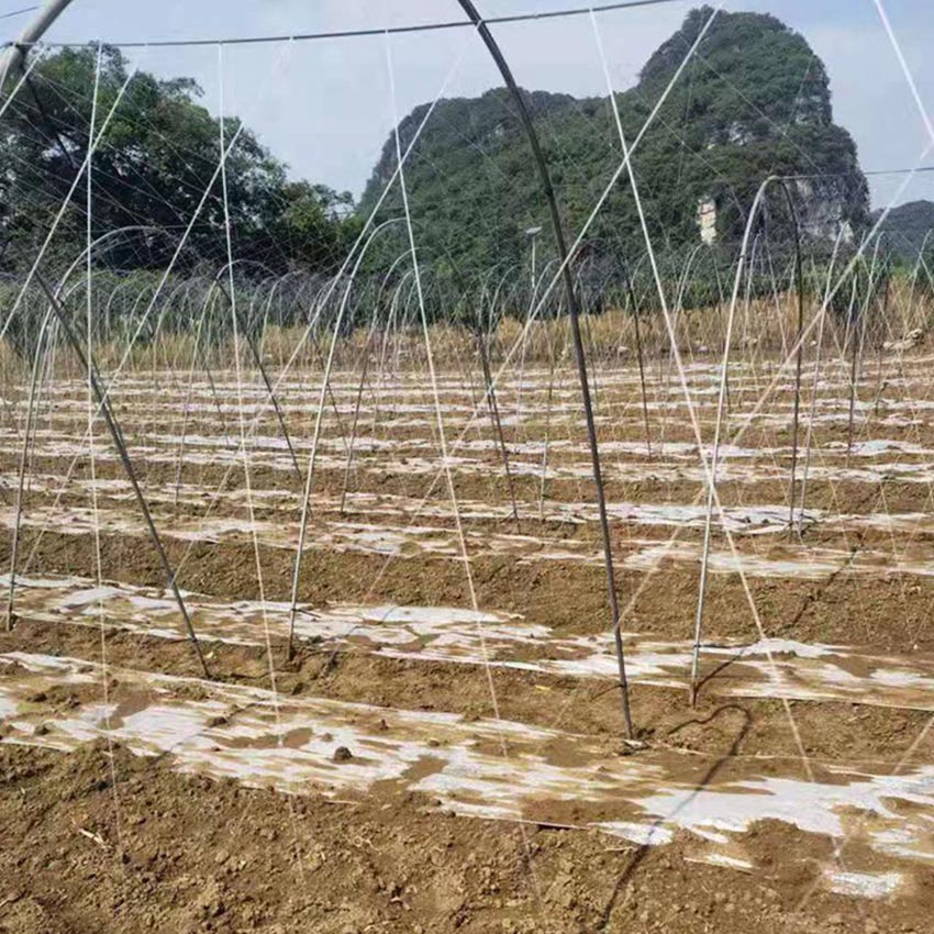 Adelonz Jaring Rambatan Tanaman Plant Climbing Net Jaring Tanaman Merambat