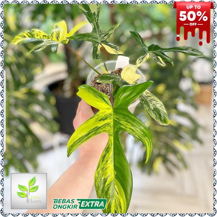 philodendron florida beauty - tanaman hias philodendron florida beauty