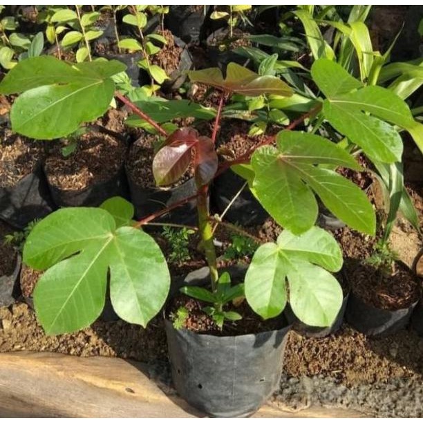 Bibit Pohon Jarak Merah / Jarak Wulung Tanaman Herbal Jarak Merah murah tanaman obat bibit jarak chi