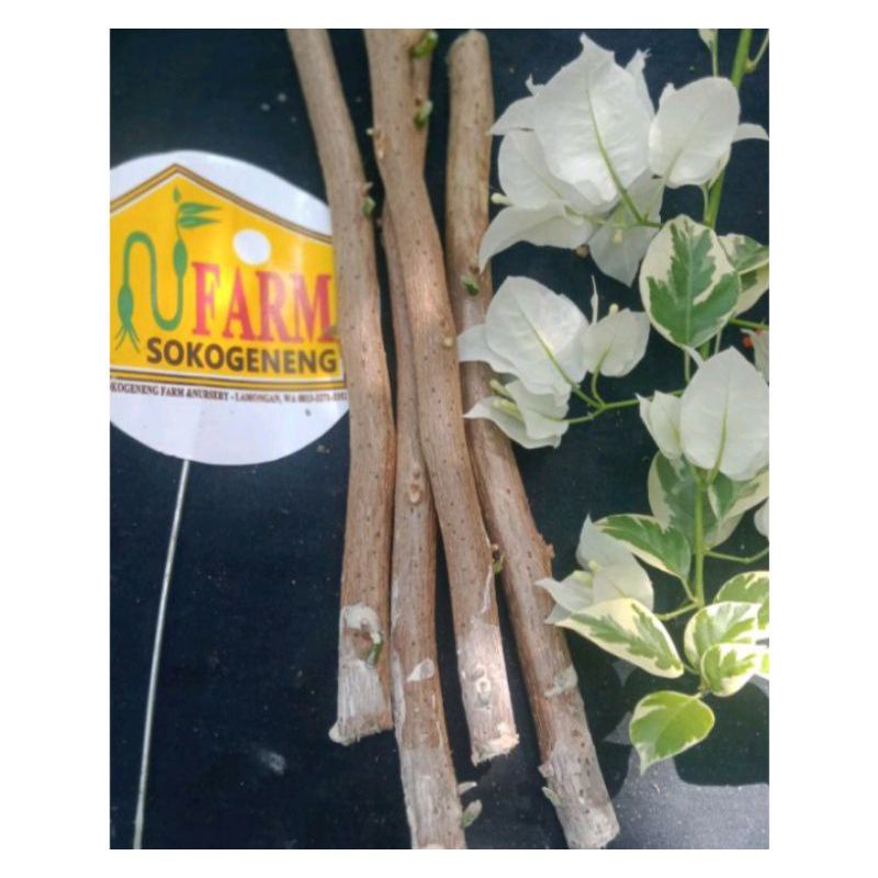 STEK BATANG CUUTING BUGENVIL//BUNGA KERTAS BOUGENVILLE