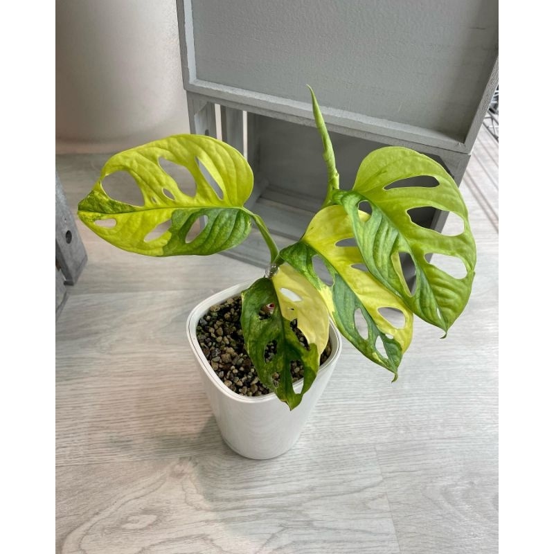 Tanaman hias Janbol Jepang impor varigata kuning / janda bolong japan import variegata kuning / mons