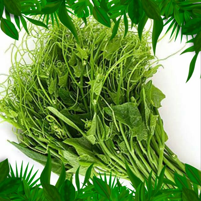 

SAYURAN FRESH NUSANTARA - PUCUK LABU 1 IKAT