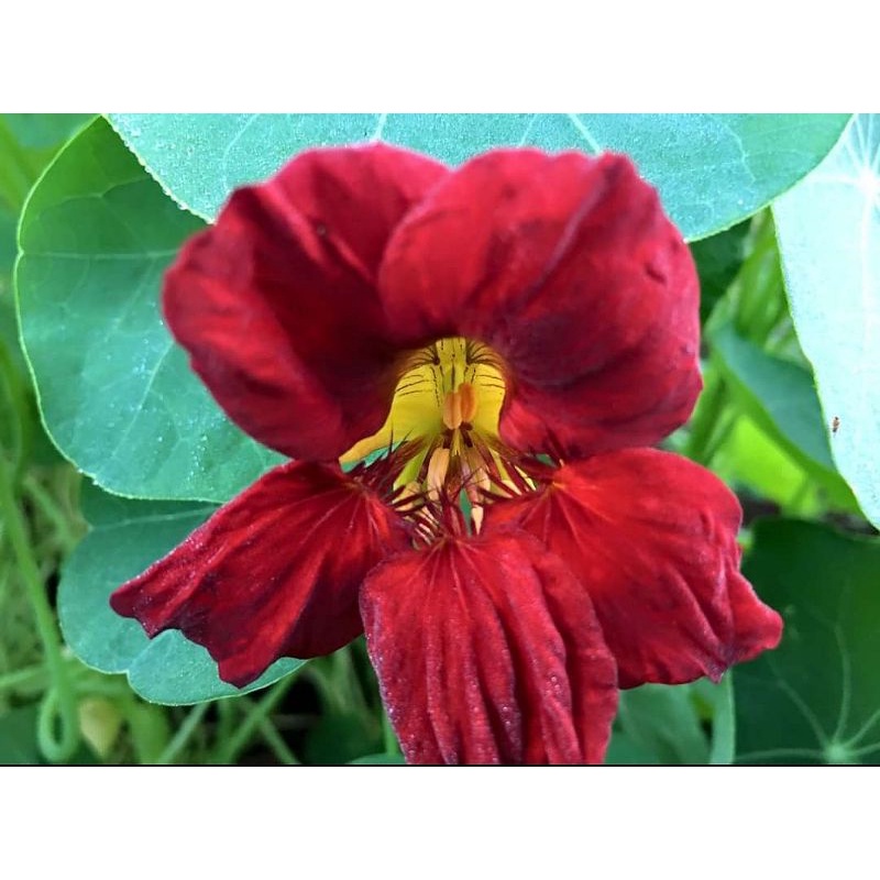 tanaman hias/bunga nasturtium merah murah &quot;realpict&quot; - Bakul kembang