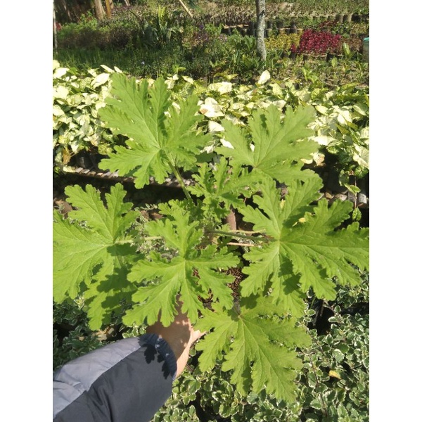 geranium citrosa / citronela pengusir nyamuk ( wangi menyengat lebih dari lavender) - Bakul kembang