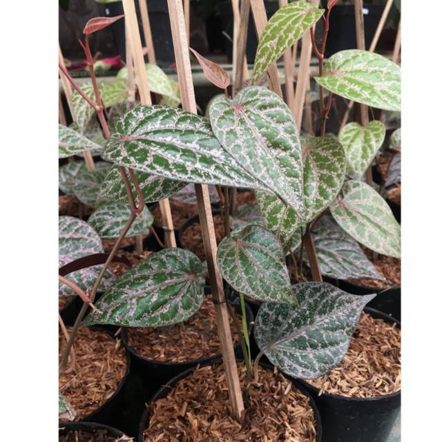 Tanaman sirih merah atau sirih hitam