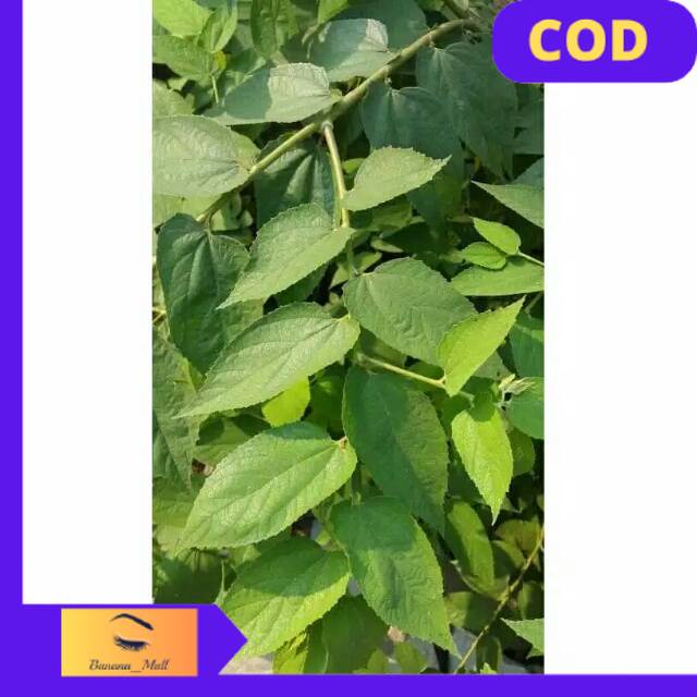 

(COD) Daun Kersen. Daun Ceri. Daun Talok Segar 1000gram